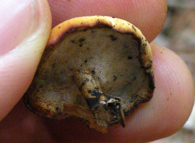 Polyporus varius, penso... (Polyporus varius)